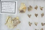 Associated Squalicorax Teeth With Fossil Skin - Kansas #42976-1